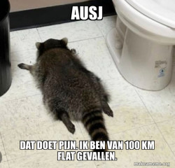 Drunk Raccoon