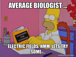 Internets Homer