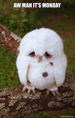 Sad Owl