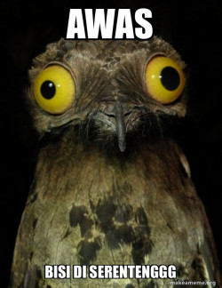 Weird Stuff I do Potoo