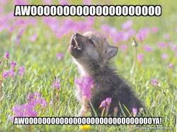 Baby Insanity Wolf