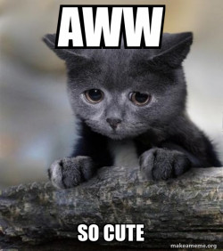 Confession Cat