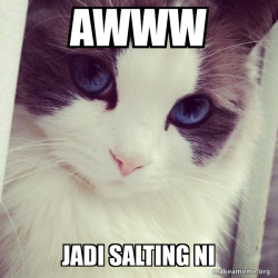 Ridiculously Photogenic Cat