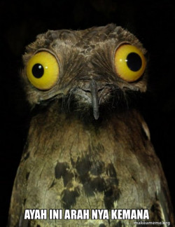 Weird Stuff I do Potoo