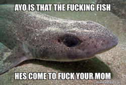 Dirty Joke Dogfish