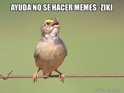 Common Opinion Sparrow