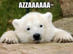 Popular Opinion Bear
