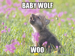 Baby Insanity ðº wolf