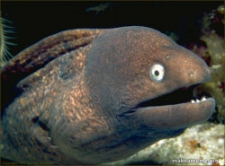 Bad Joke Eel