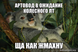 Laid Back Koala