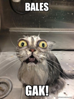 Cat bath