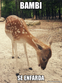 O M G Deer