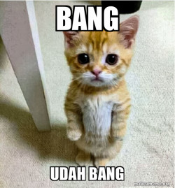 Cute Cat Standing