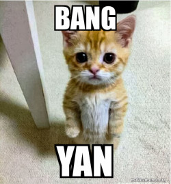 Cute Cat Standing
