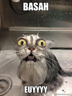 Cat bath
