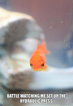 Grumpy Fish