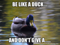 Zen Advice Mallard