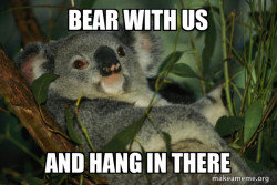 Laid Back Koala