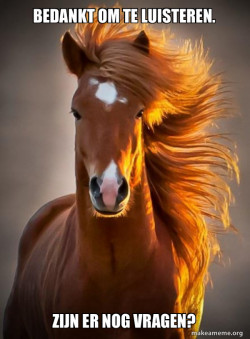 Ridiculously photogenic horse