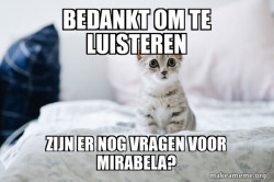 Cute Kitten