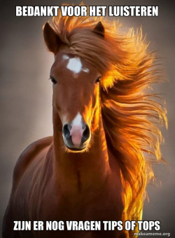 Ridiculously photogenic horse