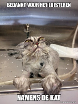 Cat Bath Returns