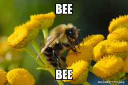 Good Guy Bee