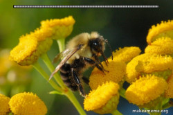 Good Guy Bee