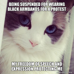 Ridiculously Photogenic Cat