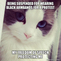 Ridiculously Photogenic Cat