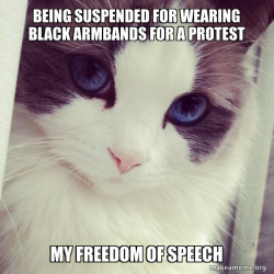Ridiculously Photogenic Cat