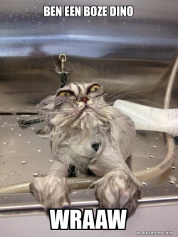 Cat Bath Returns
