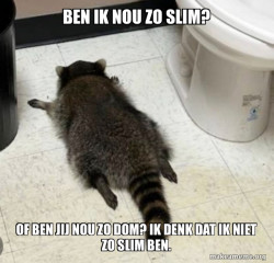 Drunk Raccoon