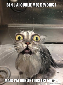 Cat bath