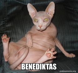 Hairless Cat