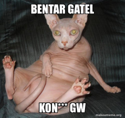 Hairless Cat