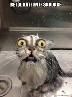Cat bath