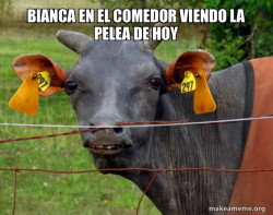 Hairless Cow