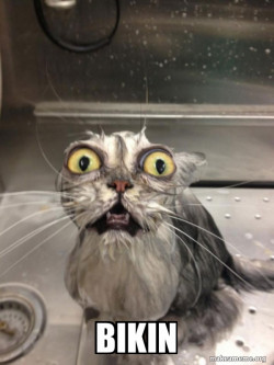 Cat bath