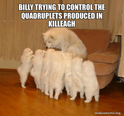Storytelling Dog