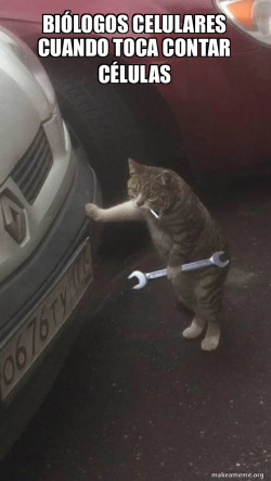 Mechanic Cat