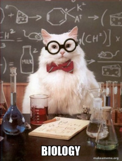 Chemistry Cat