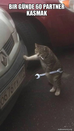 Mechanic Cat