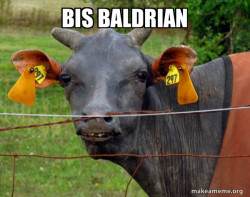 Hairless Cow