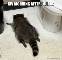 Drunk Raccoon