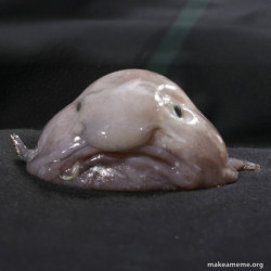 Blobfish