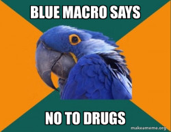 Paranoid Parrot