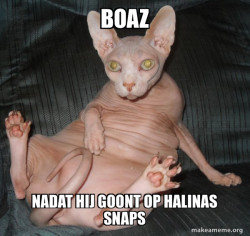 Hairless Cat