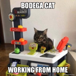 Bodega cat working from home