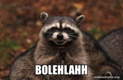 Evil Plotting Raccoon